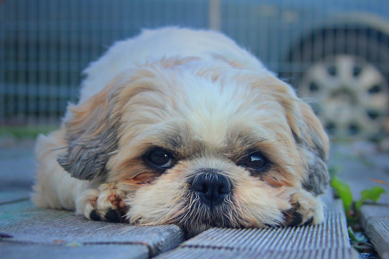 A Guide to Understanding the Shih Tzu